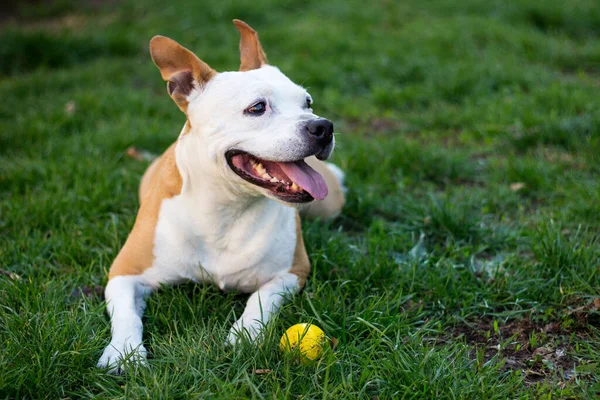 Şirin teriyer köpek portresi