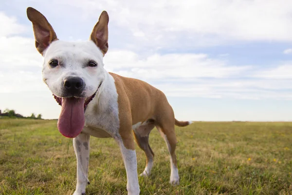 Dog Field Portrait Mouth Open Looking Away — Fotografia de Stock