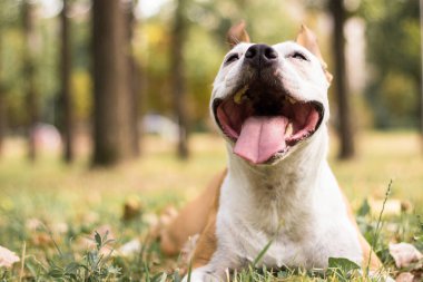 Dost canlısı köpek gülümsemesi, kameraya bakıyor. Halk parkında oynamak