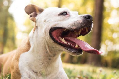 Dost canlısı köpek gülümsemesi, kameraya bakıyor. Halk parkında oynamak