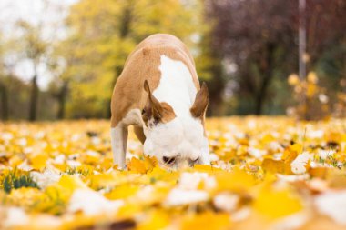 Köpek halka açık parkta bir çukur kazıyor. Oynuyor, sıkılıyor, meraklı köpek.
