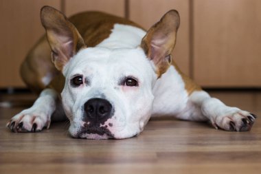 Şirin Amerikan Staffordshire Teriyeri evinde dinleniyor.