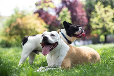 Şehir parkında iki sevimli köpek oynuyor.