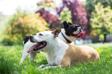 Şehir parkında iki sevimli köpek oynuyor.