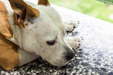 Yorgun köpek dışarıda dinleniyor. Bacaklarına yaslanarak