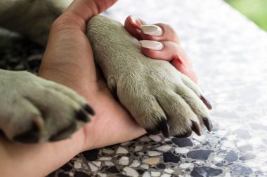Genç bir kadın köpeğini tutuyor.