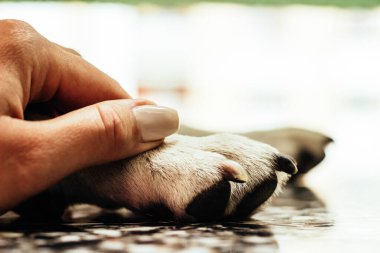 Protective woman embracing his dog, priceless moments