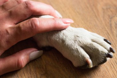 Pençe tutan köpek uyurken ya da dinlenirken el sıkışıyor.