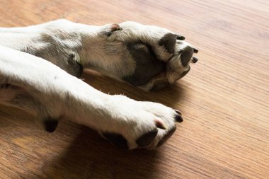 Köpek uzanıyor ve uyuyor.
