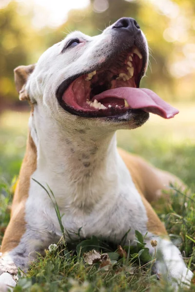 Friendly Dog Smile Looking Camera Playing Public Park — Fotografia de Stock