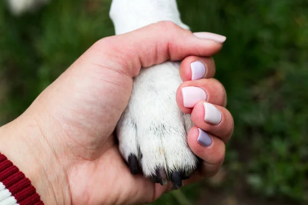 Ludzką Ręką Trzymając Łapy Psa — Zdjęcie stockowe