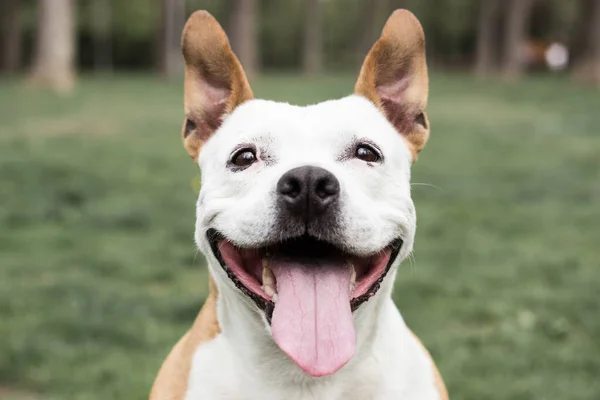 Sonrisa Amistosa Perro Mirando Cámara Jugando Parque Público — Foto de Stock