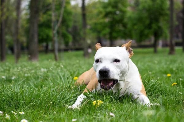 Φιλικό Χαμόγελο Σκύλου Κοιτάζοντας Την Κάμερα Παίζοντας Στο Δημόσιο Πάρκο — Φωτογραφία Αρχείου