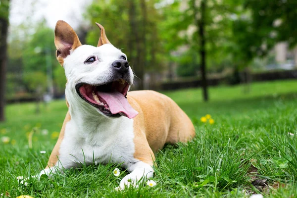 Дружня Собака Посміхається Дивлячись Камеру Гра Громадському Парку — стокове фото