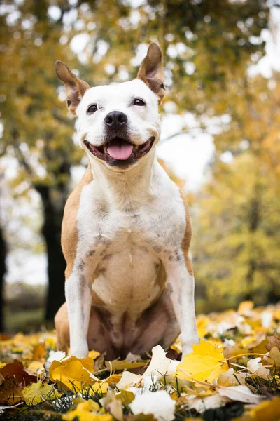 Portrait Happy Dog Park — 스톡 사진