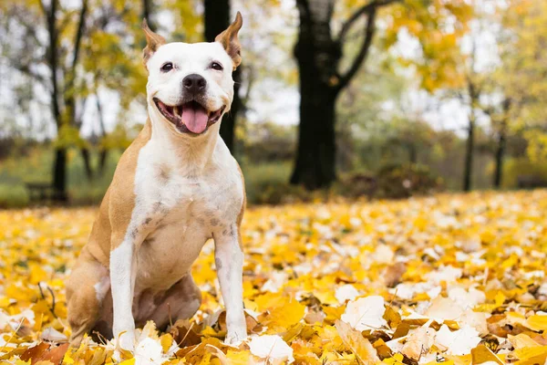 Портрет Щасливої Осінньої Собаки Парку — стокове фото