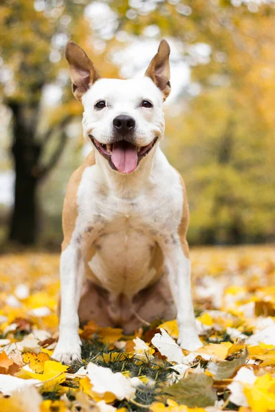 Retrato Cão Feliz Parque — Fotografia de Stock
