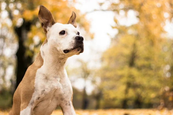 Πορτρέτο Ενός Ευτυχισμένου Φθινοπωρινού Σκύλου Στο Πάρκο — Φωτογραφία Αρχείου