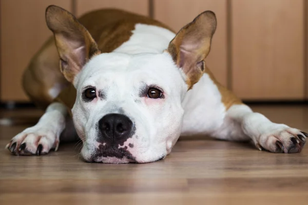 Bonito Americano Staffordshire Terrier Descansando Casa — Fotografia de Stock