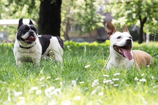 Two Cute Friendly Dogs Playing City Park — Stock fotografie