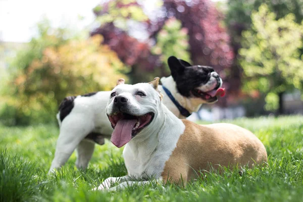 Two Cute Friendly Dogs Playing City Park — Stock fotografie