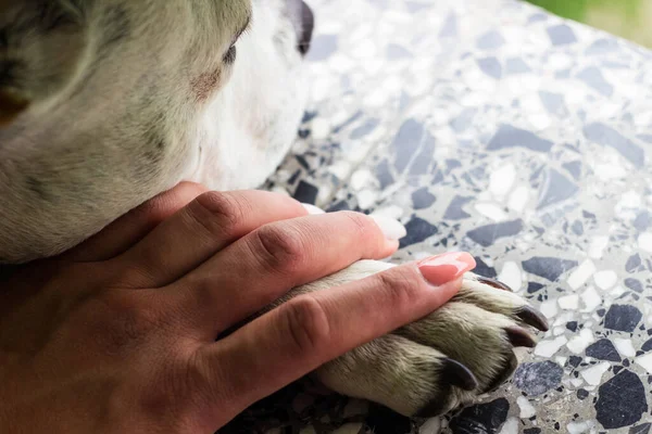 Jonge Vrouw Hand Houden Van Haar Hond — Stockfoto