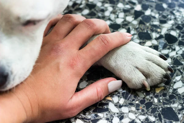 Koruyucu Kadın Köpeğini Kucaklıyor Paha Biçilemez Anlar — Stok fotoğraf