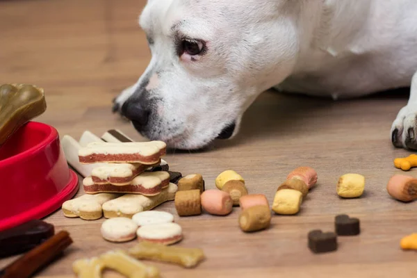 Genç Tatlı Köpek Bir Şey Çiğniyor Tatlı Bir Köpek Şekerleme — Stok fotoğraf