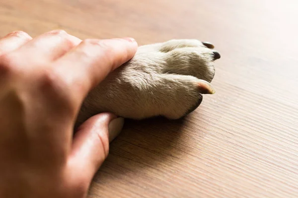 Χέρια Κρατώντας Πατούσες Σκυλί Παίρνουν Χειραψία Μαζί Ενώ Κοιμάται Ξεκουράζεται — Φωτογραφία Αρχείου