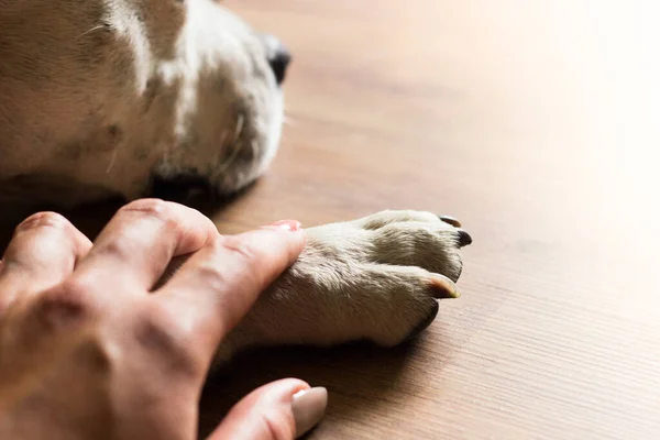 Руки Держат Лапы Собака Пожимает Друг Другу Руку Пока Спит — стоковое фото
