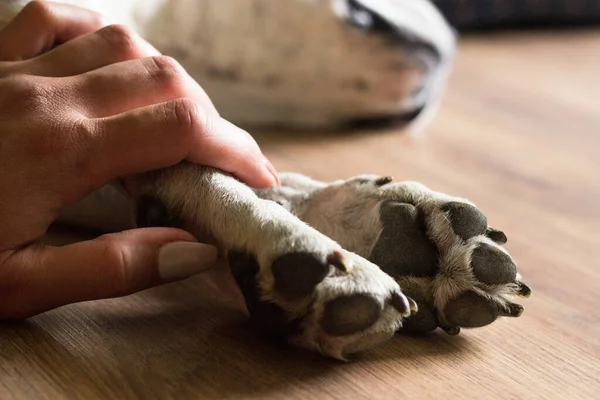 Les Mains Tenant Les Pattes Chien Prennent Main Serrée Ensemble — Photo