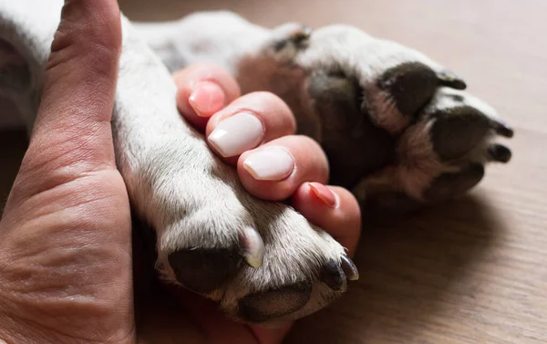 Hands Holding Paws Dog Taking Shake Hand Together While Sleeping — Stockfoto