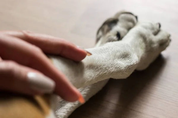 Руки Держат Лапы Собака Пожимает Друг Другу Руку Пока Спит — стоковое фото