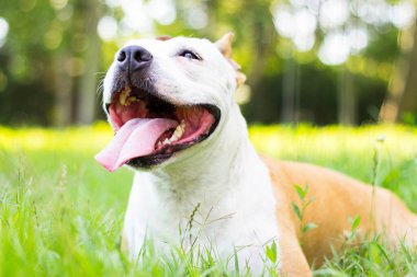 Dost canlısı köpek gülümsemesi, kameraya bakıyor. Halk parkında oynamak