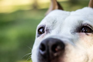 Dost canlısı köpek gülümsemesi, bakıyor. Halk parkında oynamak