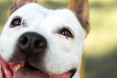 Dost canlısı köpek gülümsemesi, bakıyor. Halk parkında oynamak