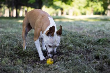 Köpek halka açık parkta bir çukur kazıyor. Oynuyor, sıkılıyor, meraklı köpek.