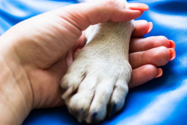 İnsan ve köpek arasındaki arkadaşlık.