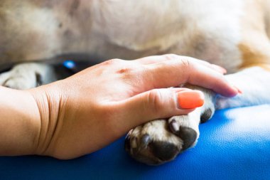 İnsan ve köpek arasındaki arkadaşlık.