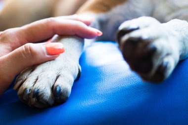 İnsan ve köpek arasındaki arkadaşlık.