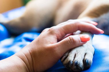 İnsan ve köpek arasındaki arkadaşlık.