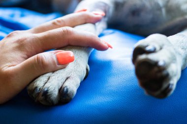 İnsan ve köpek arasındaki arkadaşlık.