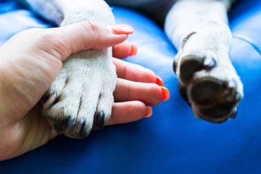 İnsan ve köpek arasındaki arkadaşlık.