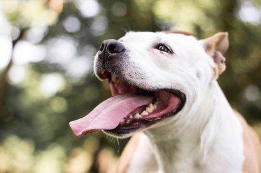 Dost canlısı köpek gülümsemesi, bakıyor. Halk parkında oynamak