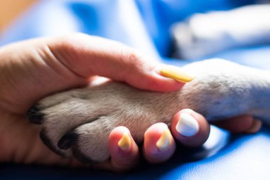 İnsan ve köpek arasındaki arkadaşlık.