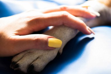 İnsan ve köpek arasındaki arkadaşlık.