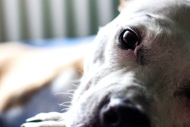 Dog sleeping on the blanket, home interior