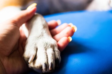 İnsan ve köpek arasındaki arkadaşlık.