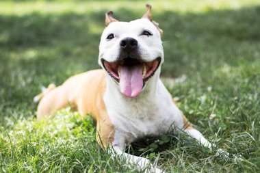 Friendly dog smile, looking. Playing in the public park