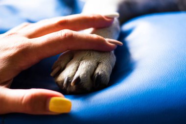 İnsan ve köpek arasındaki arkadaşlık.